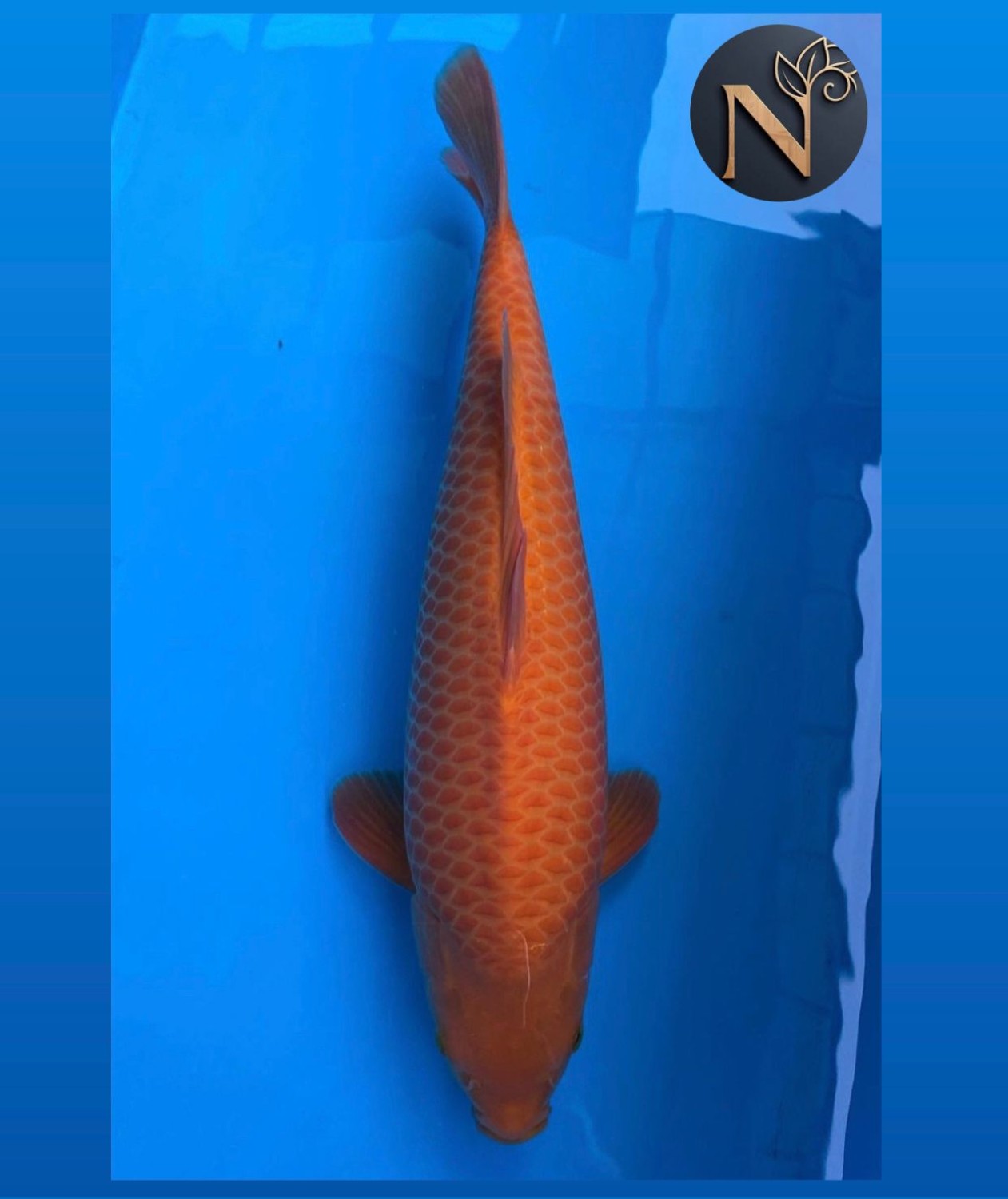 Best In Size E, 41 - 45 cm