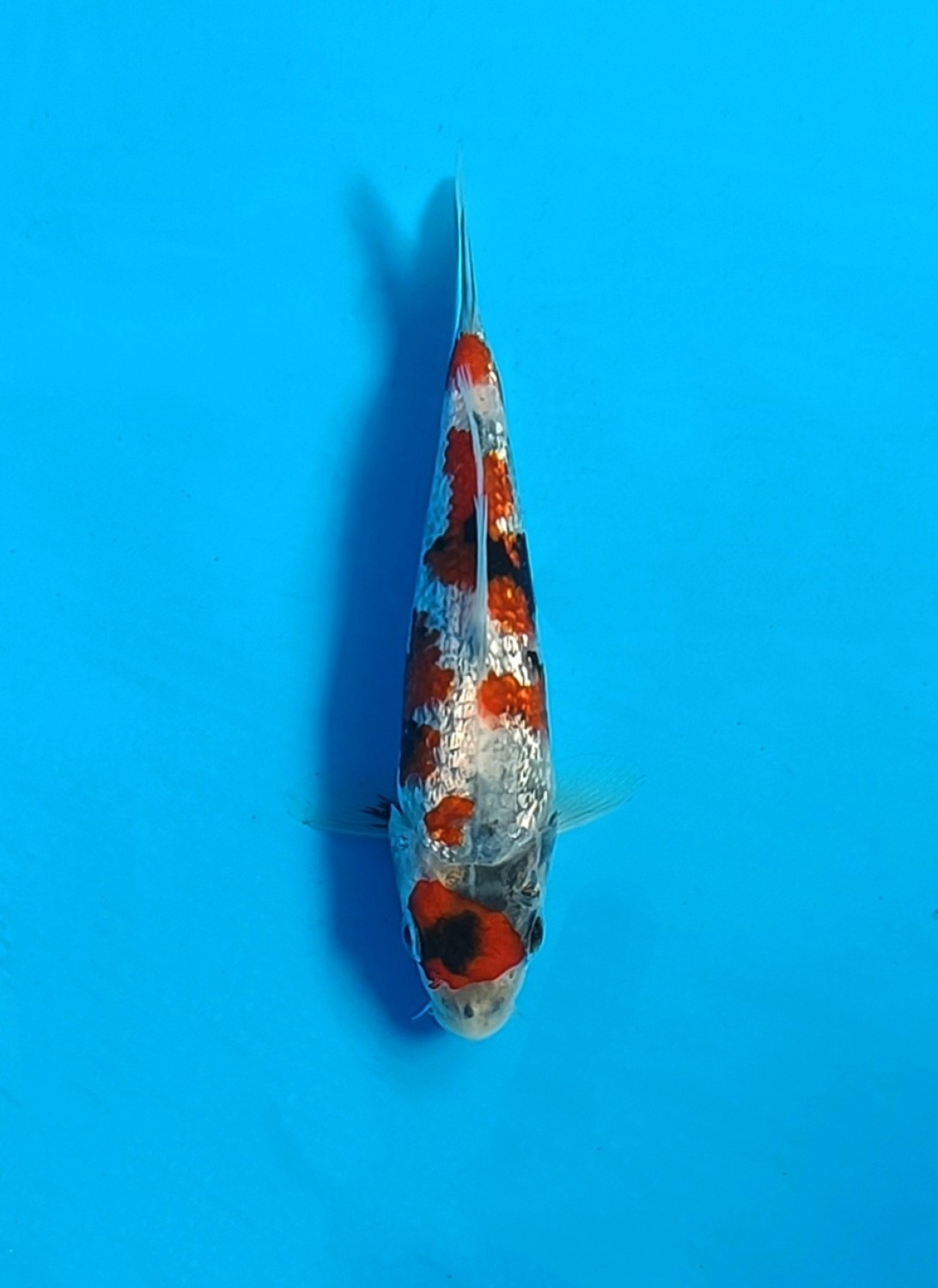 Juara 1