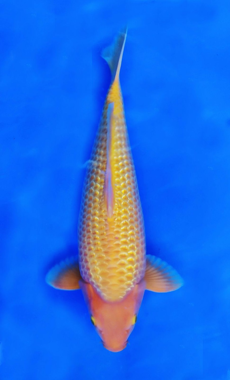 Juara 2