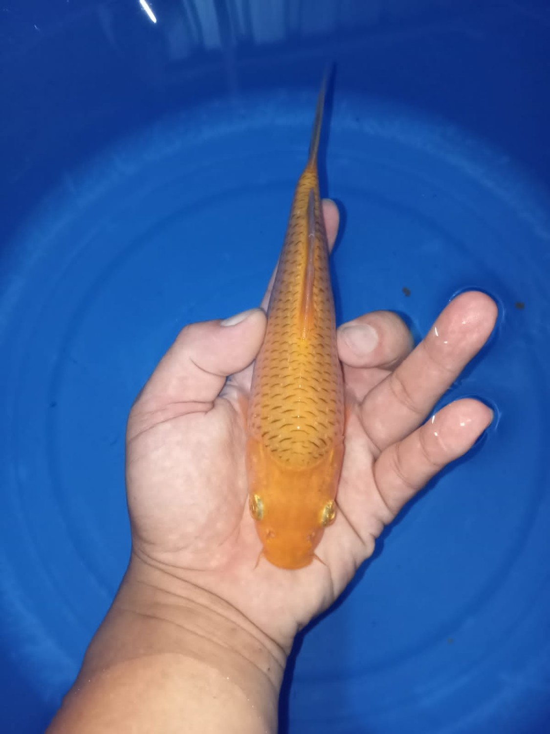 Juara 2