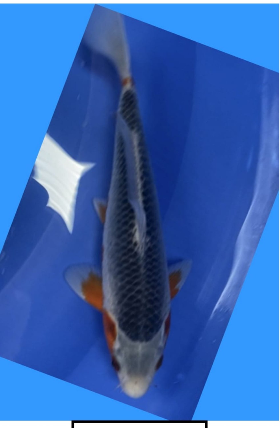 Juara 1