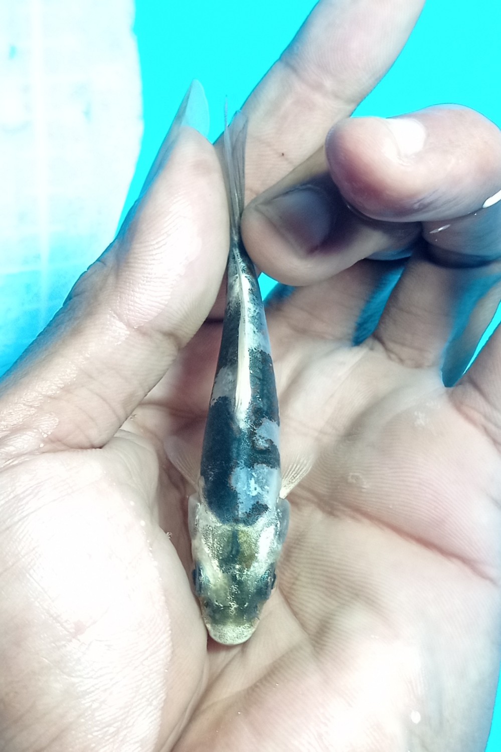 Juara 2