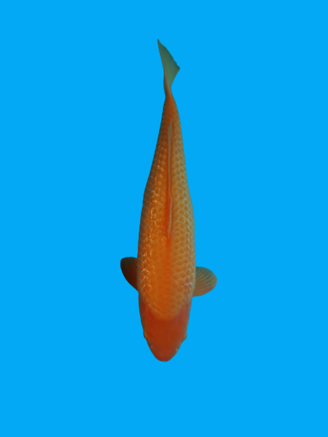 Juara 1