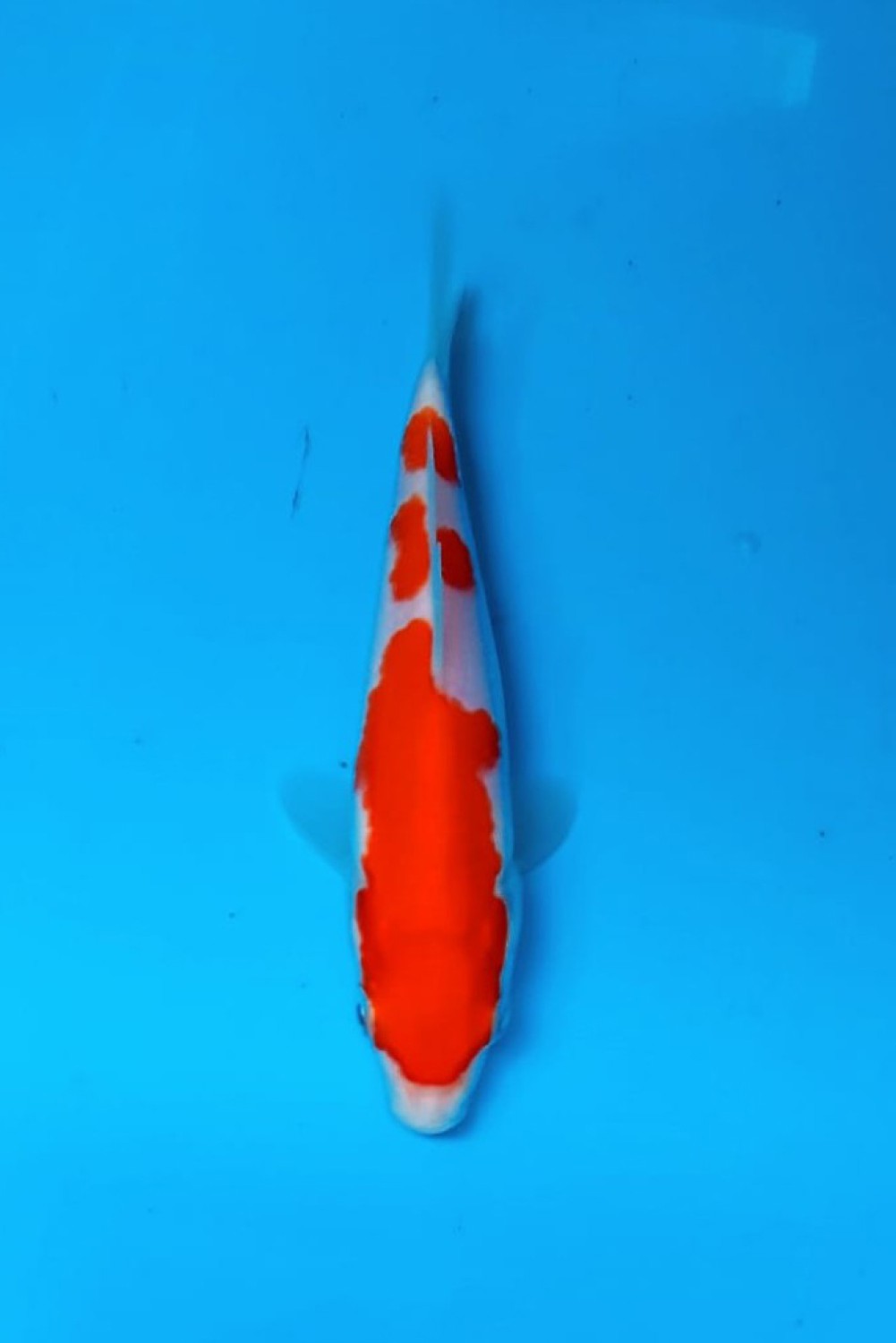 Best In Size A, 13 - 15 cm