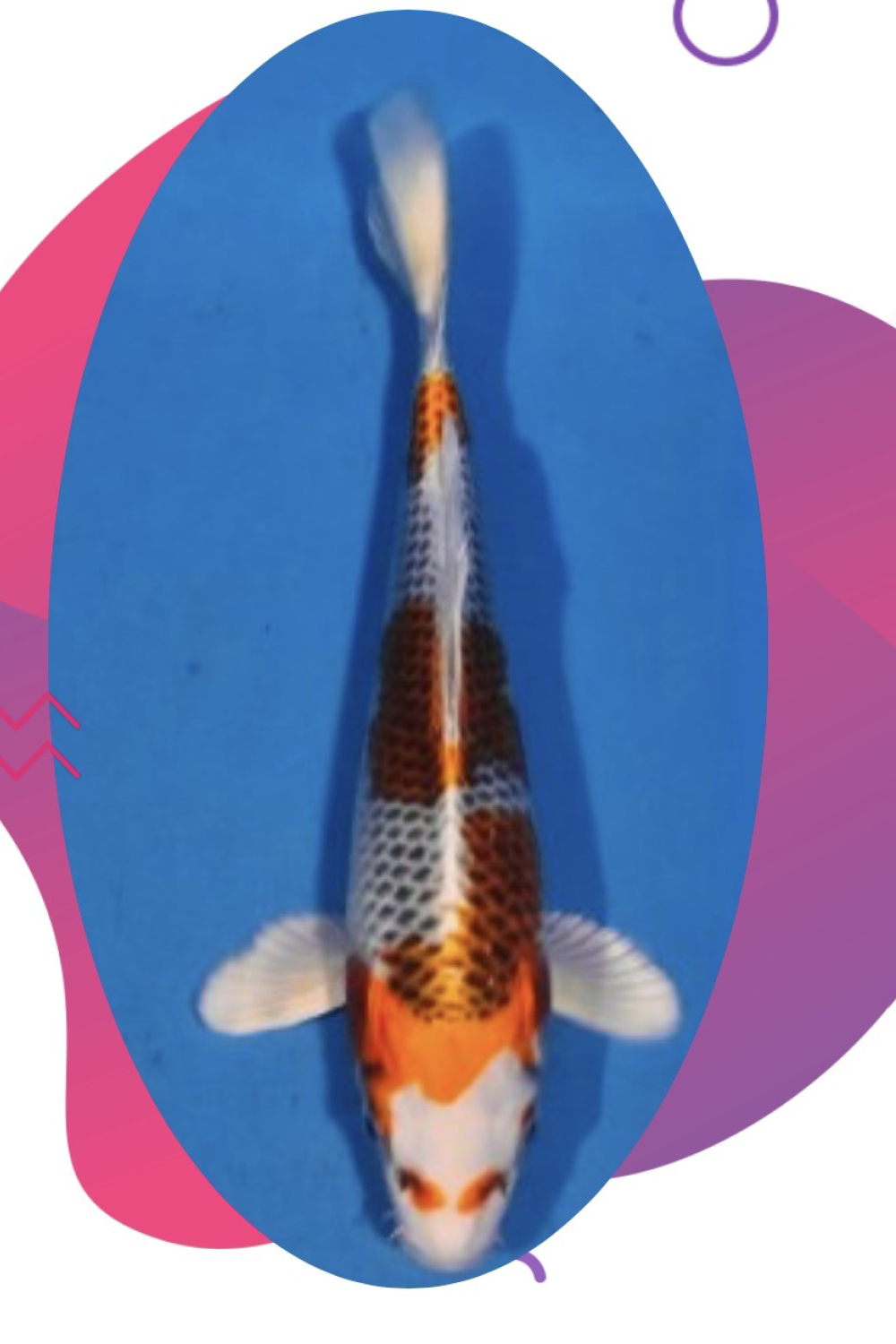 Juara 1