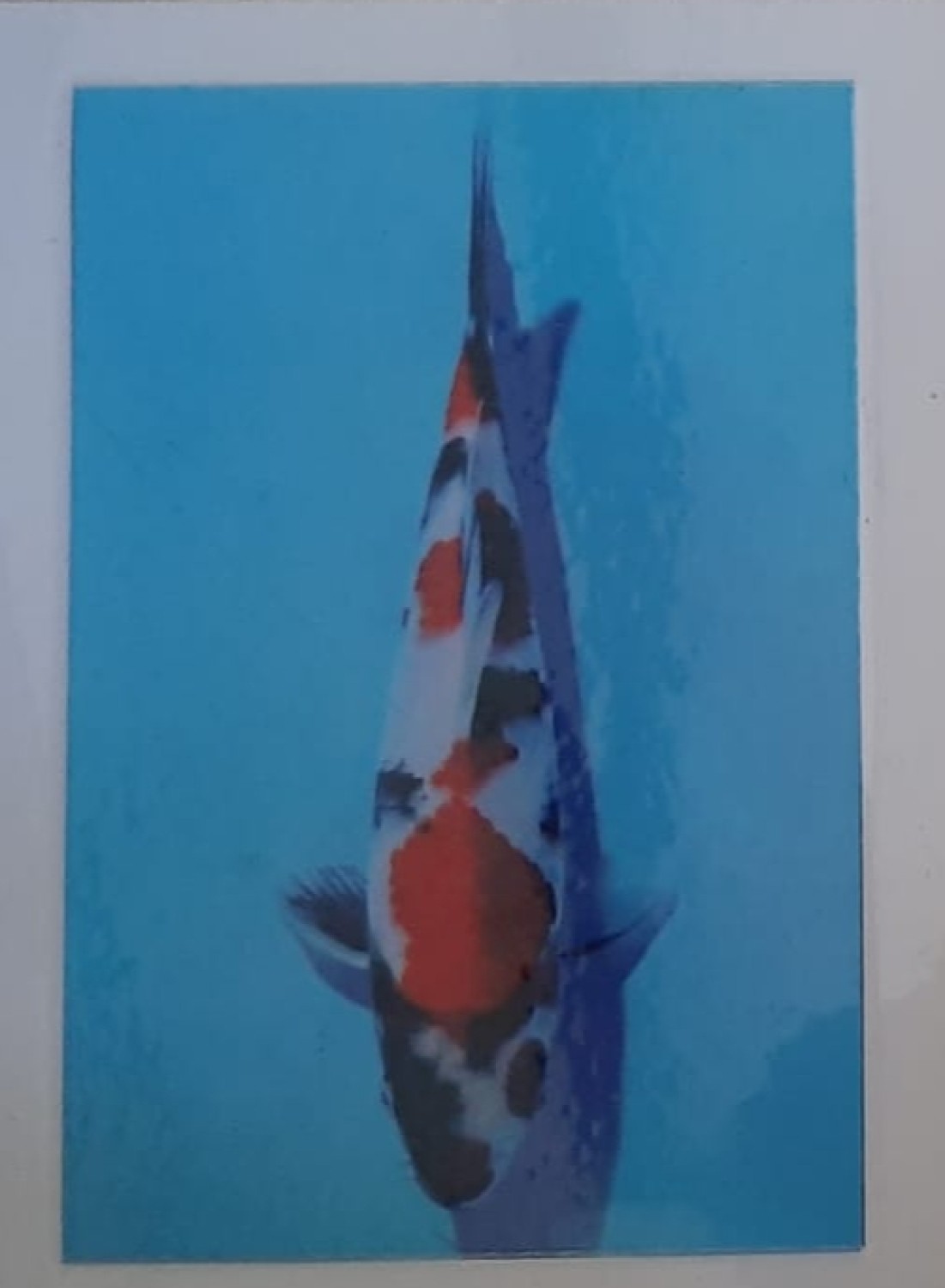 Juara 5