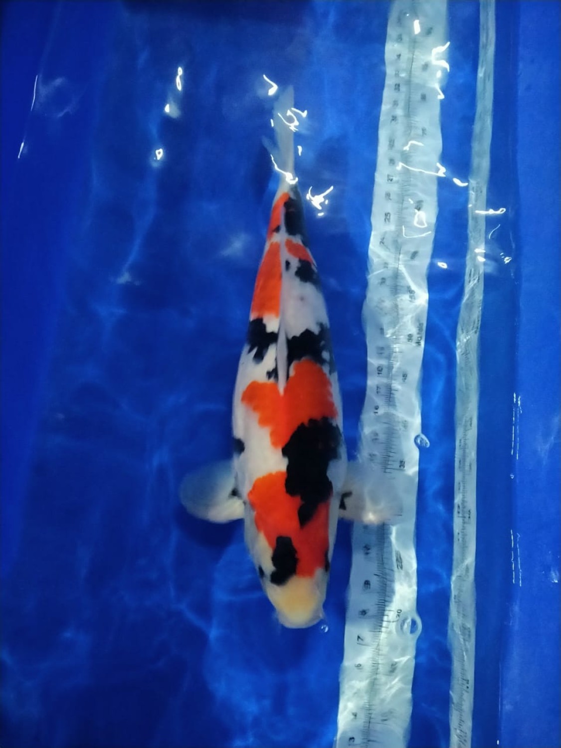 Best In Size A, 51 - 55 cm