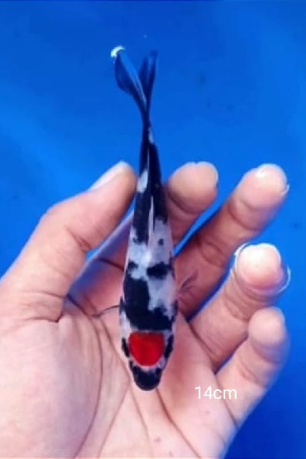 Juara 4
