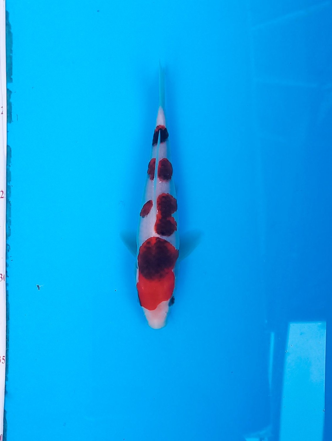 Best In Size C, 16 - 20 cm