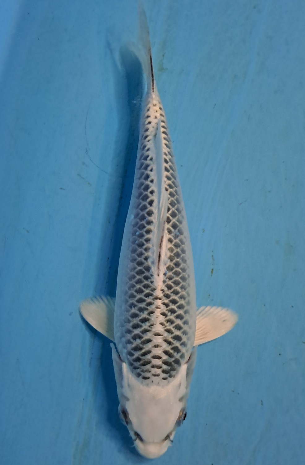 Juara 3