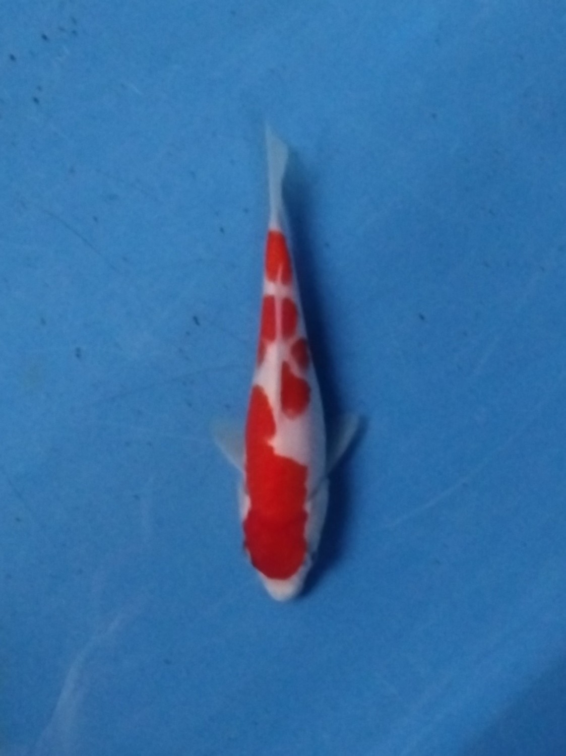 Juara 3