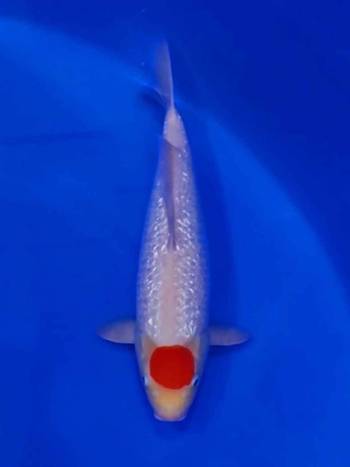 Juara 1