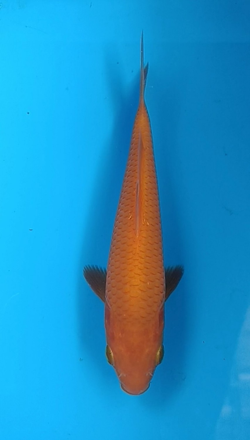 Juara 5