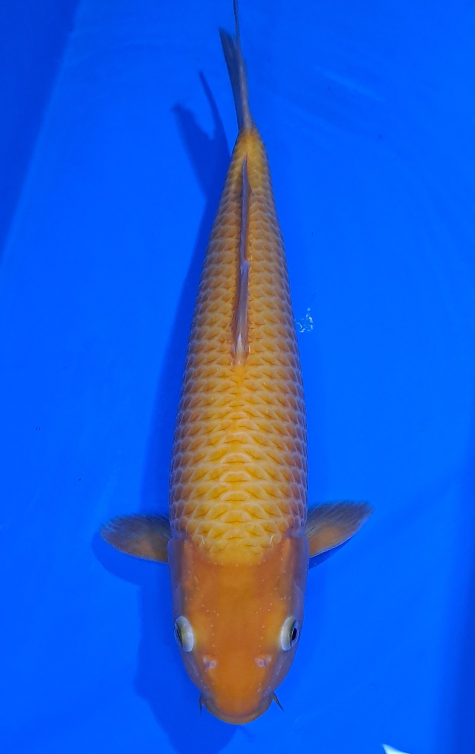 Juara 4