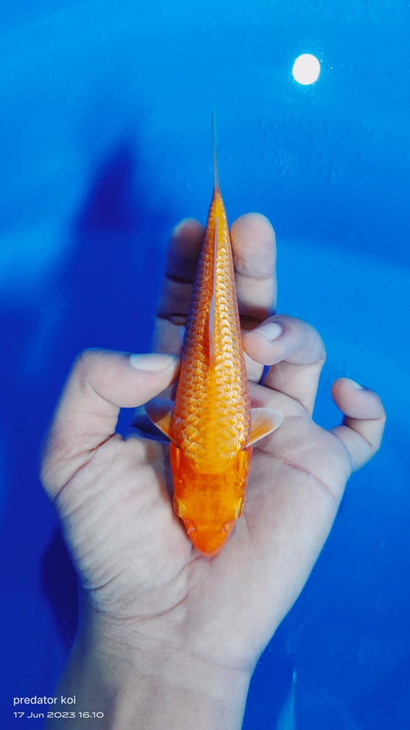 Juara 1