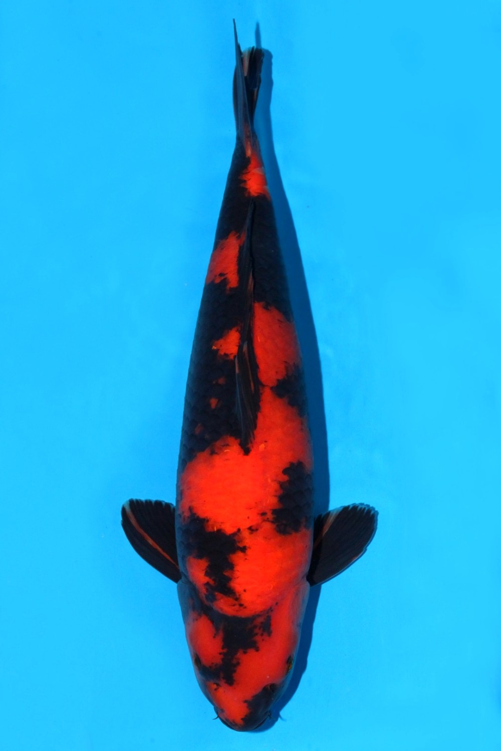 Best In Size D, 46 - 50 cm