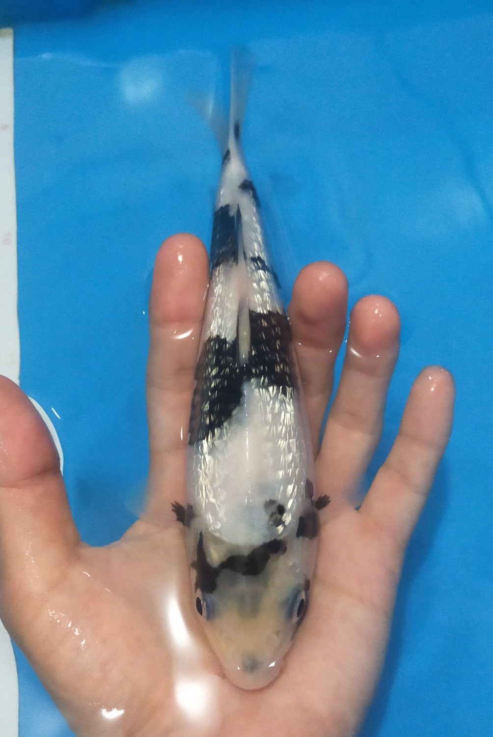 Juara 2