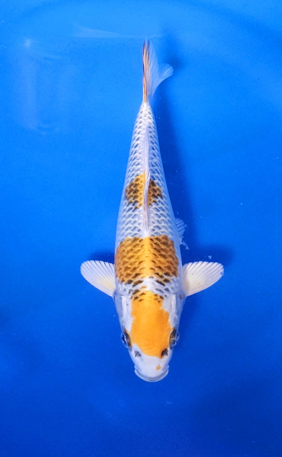 Juara 3