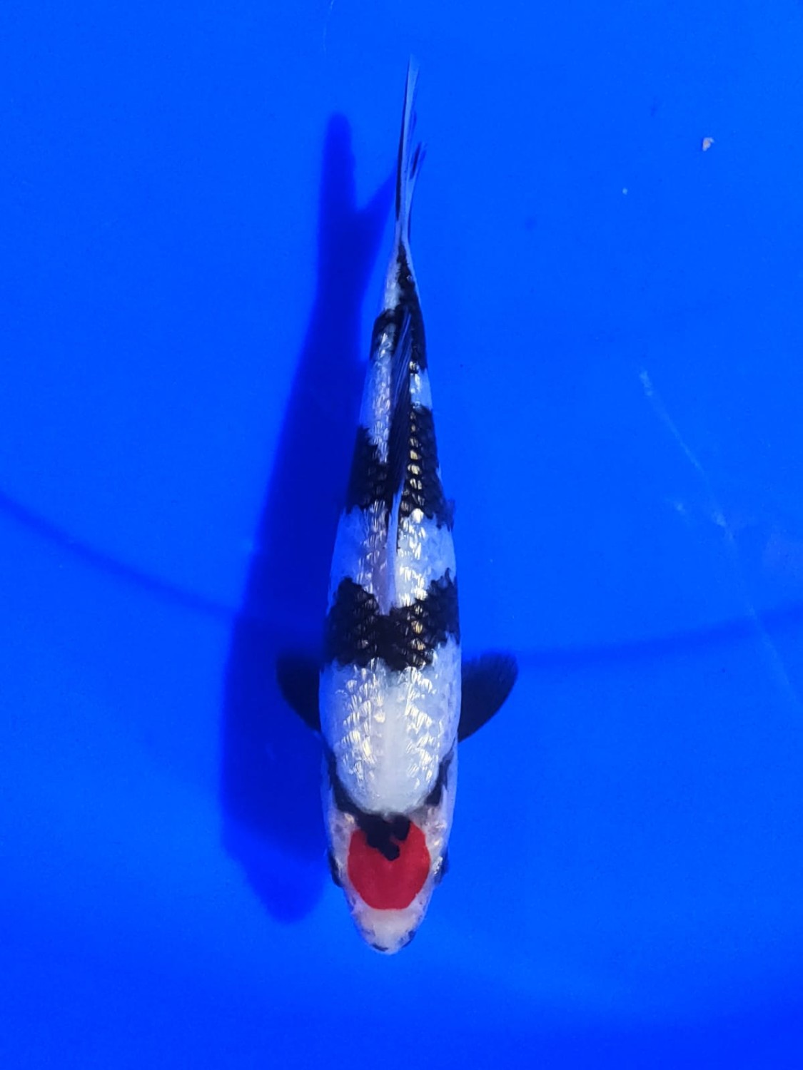 Juara 1