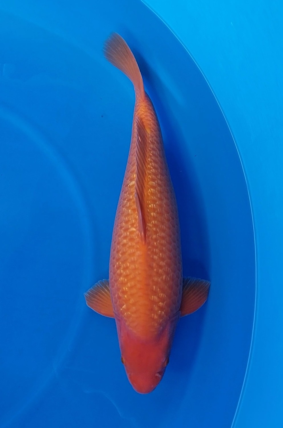 Juara 2