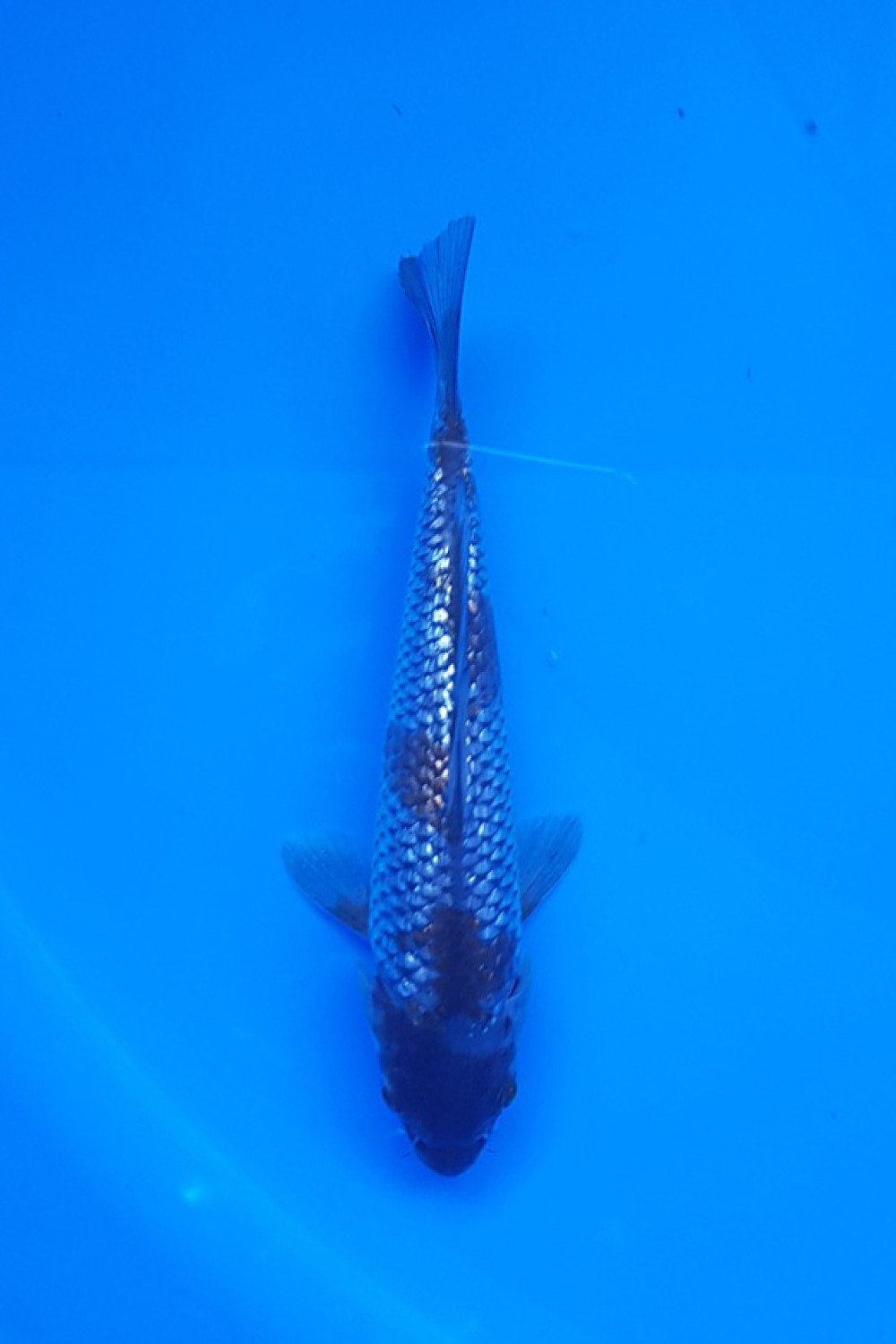 Juara 2