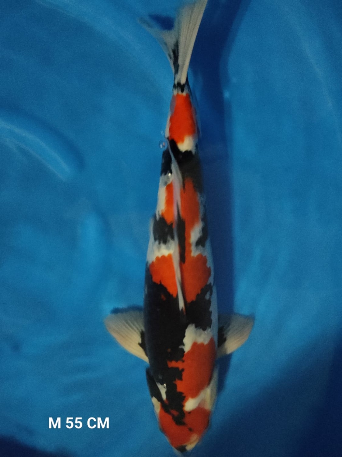 Juara 4