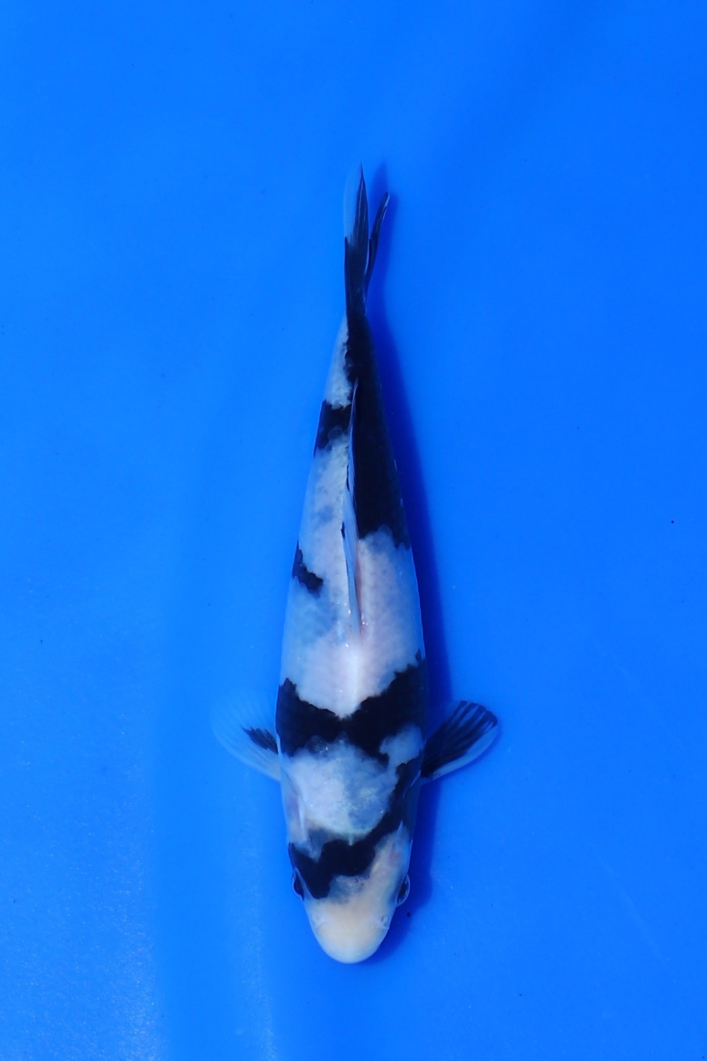Juara 2