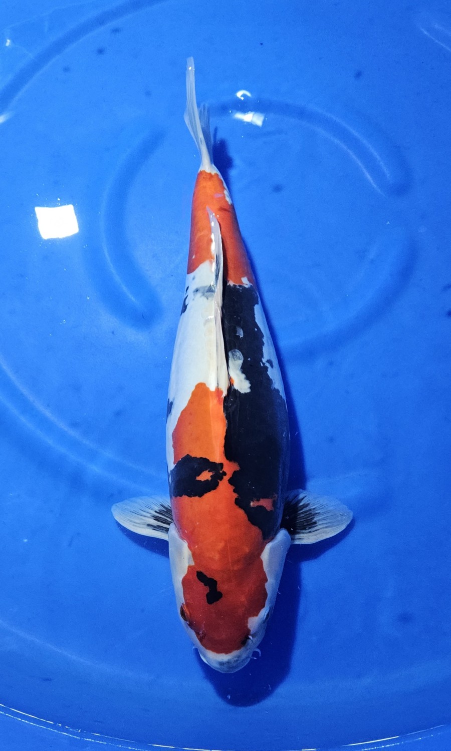 Best In Size C, 56 - 60 cm