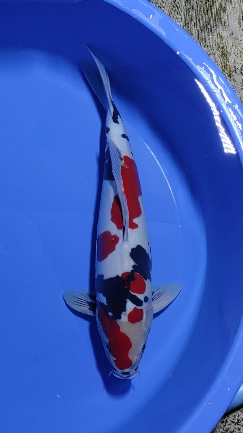 Juara 1