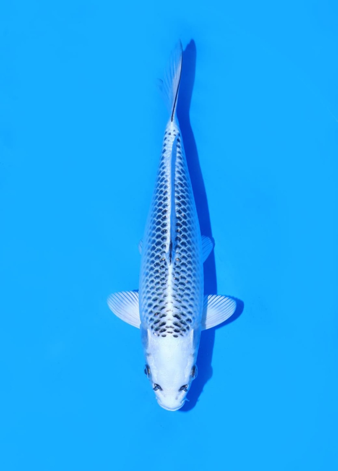 Juara 1