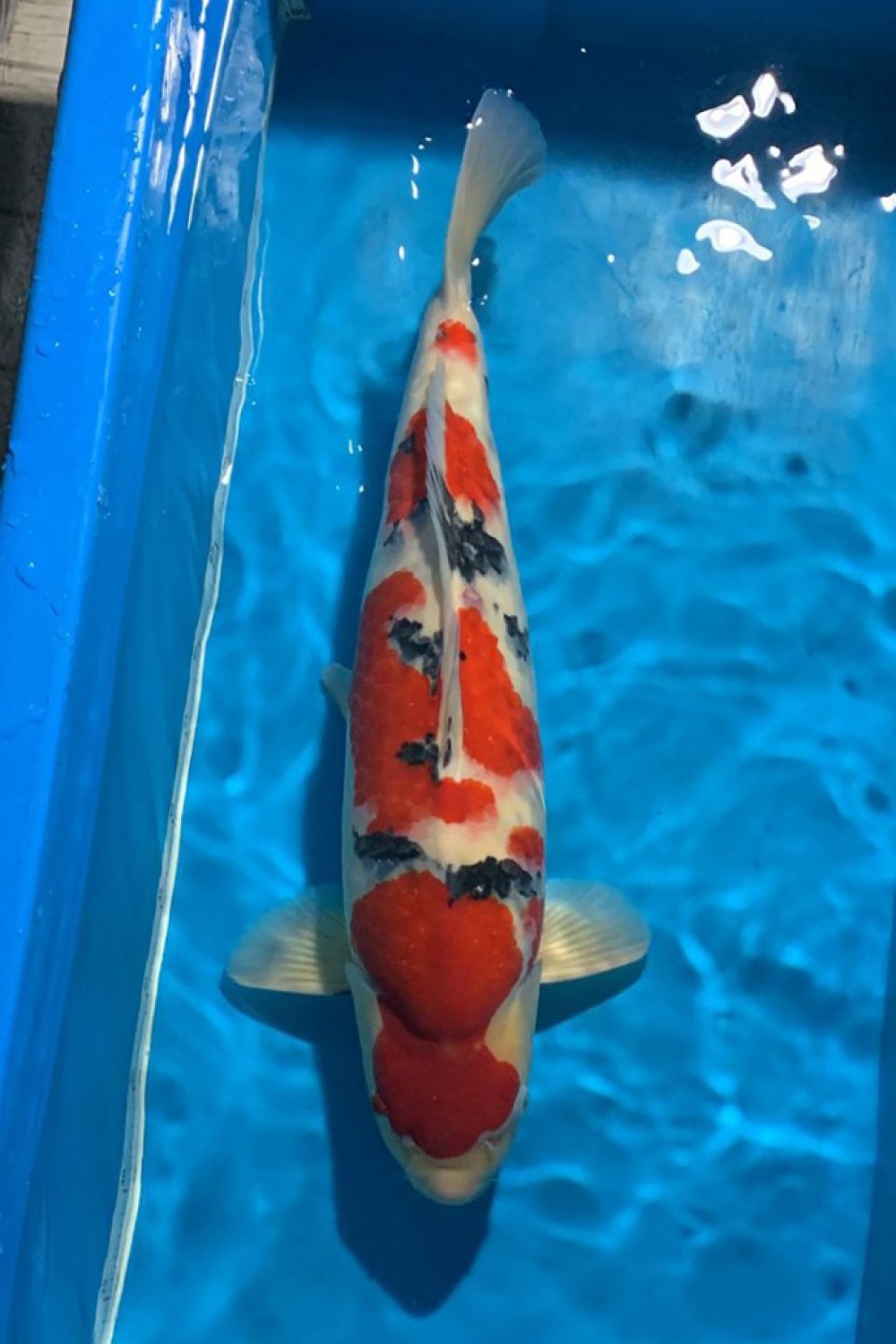 Juara 1