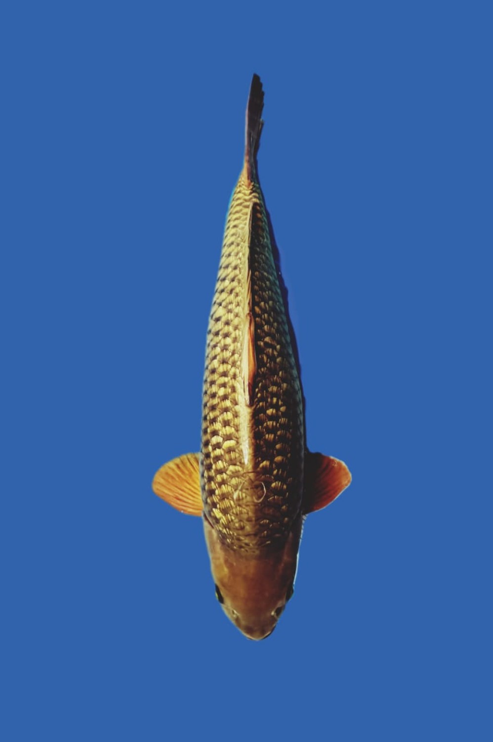 Juara 1