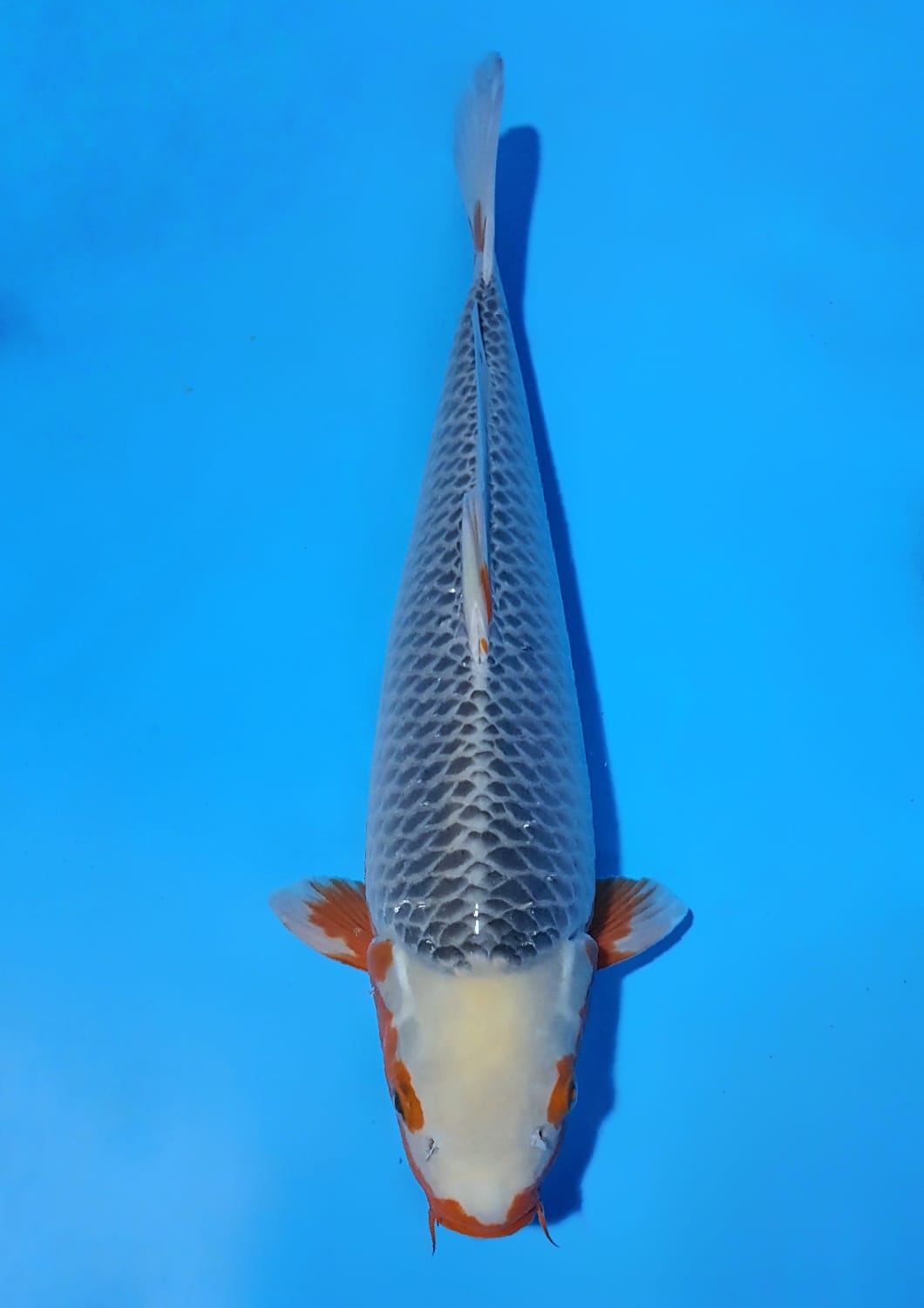Juara 1