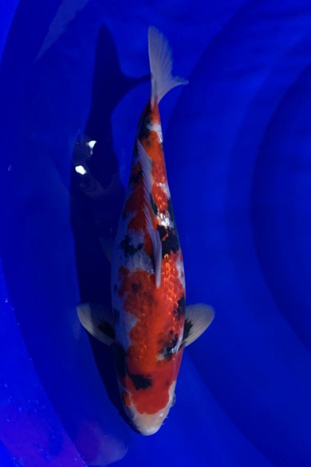 Juara 5
