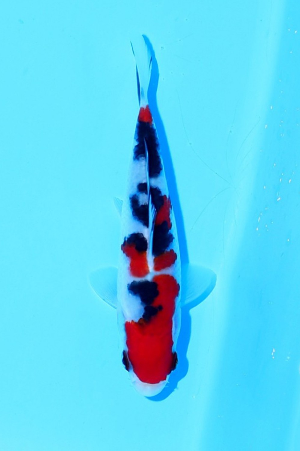 Juara 1