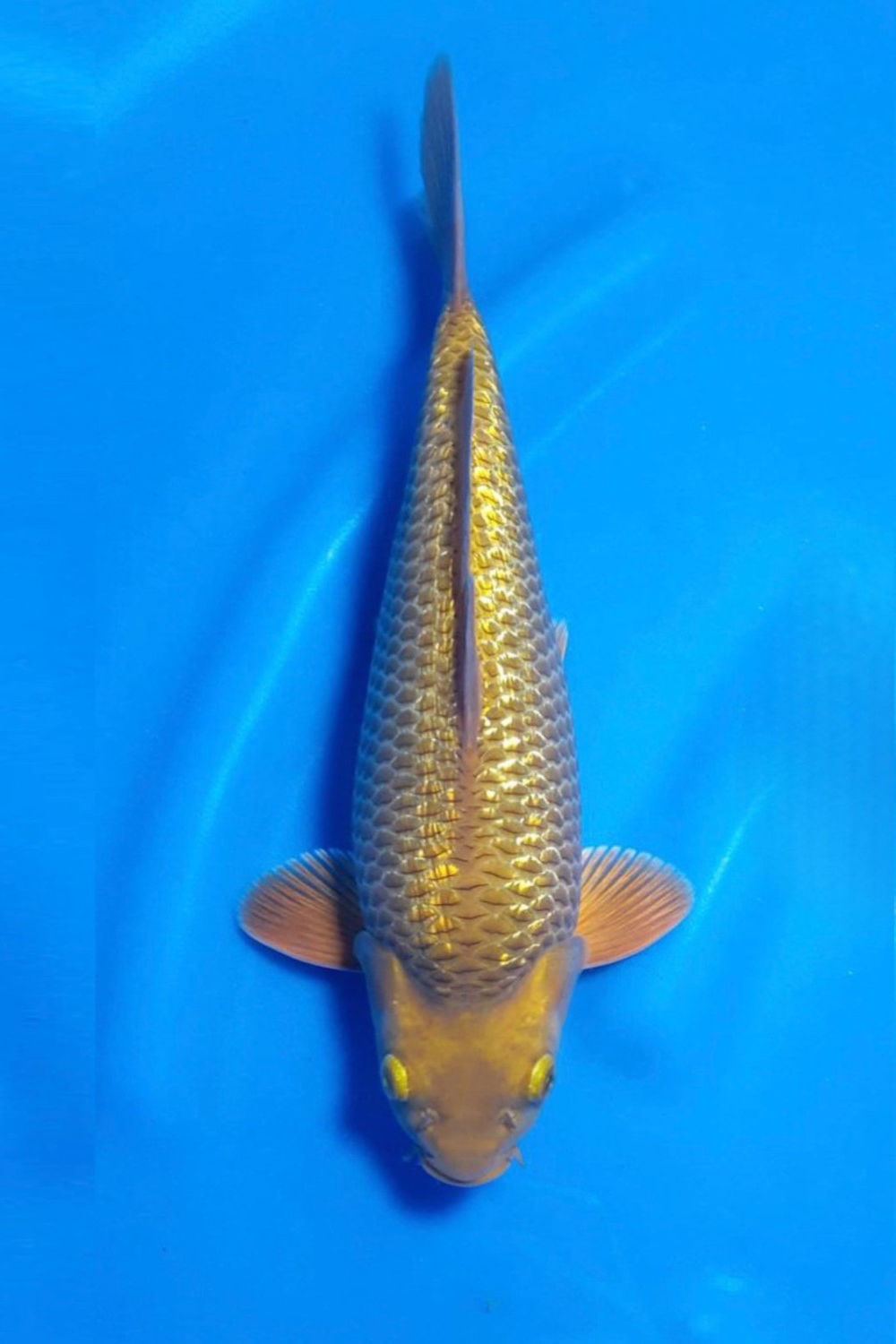 Juara 1