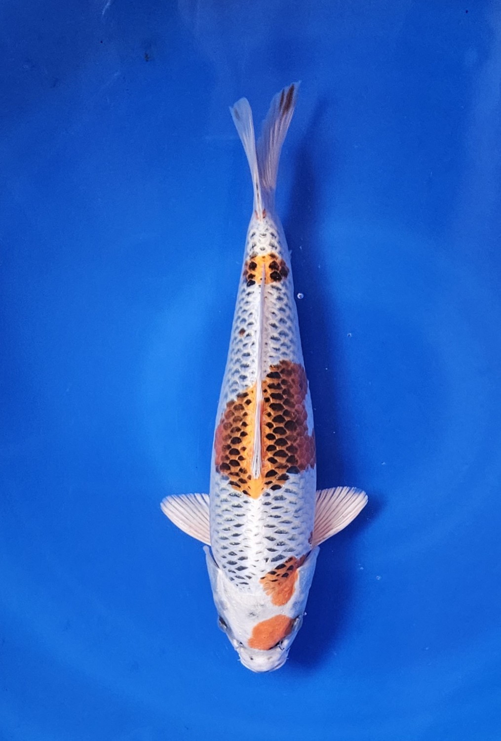 Juara 1