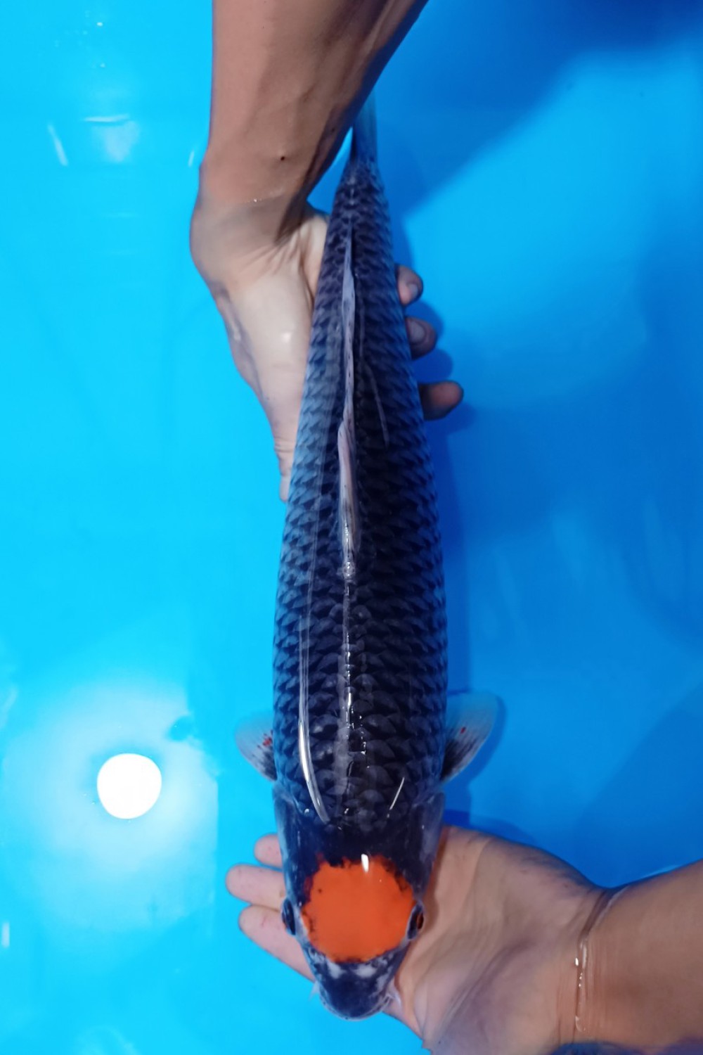 Juara 2