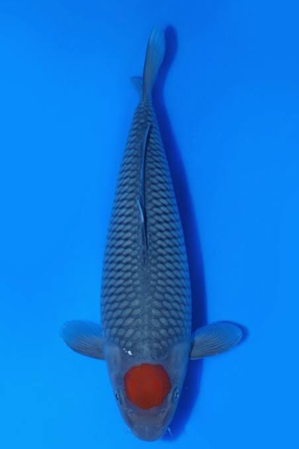 Juara 1