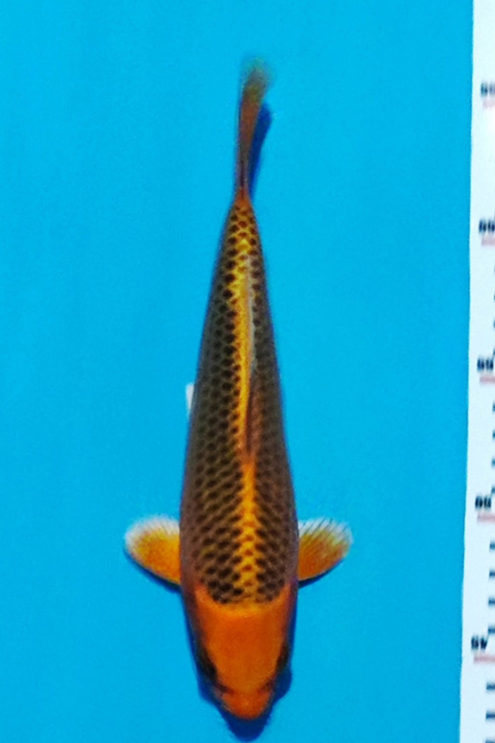 Juara 2