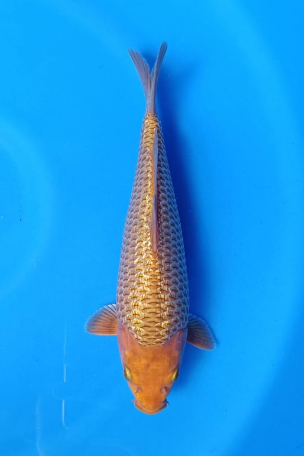 Juara 4