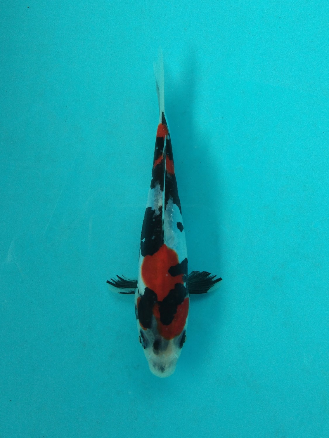 Juara 2