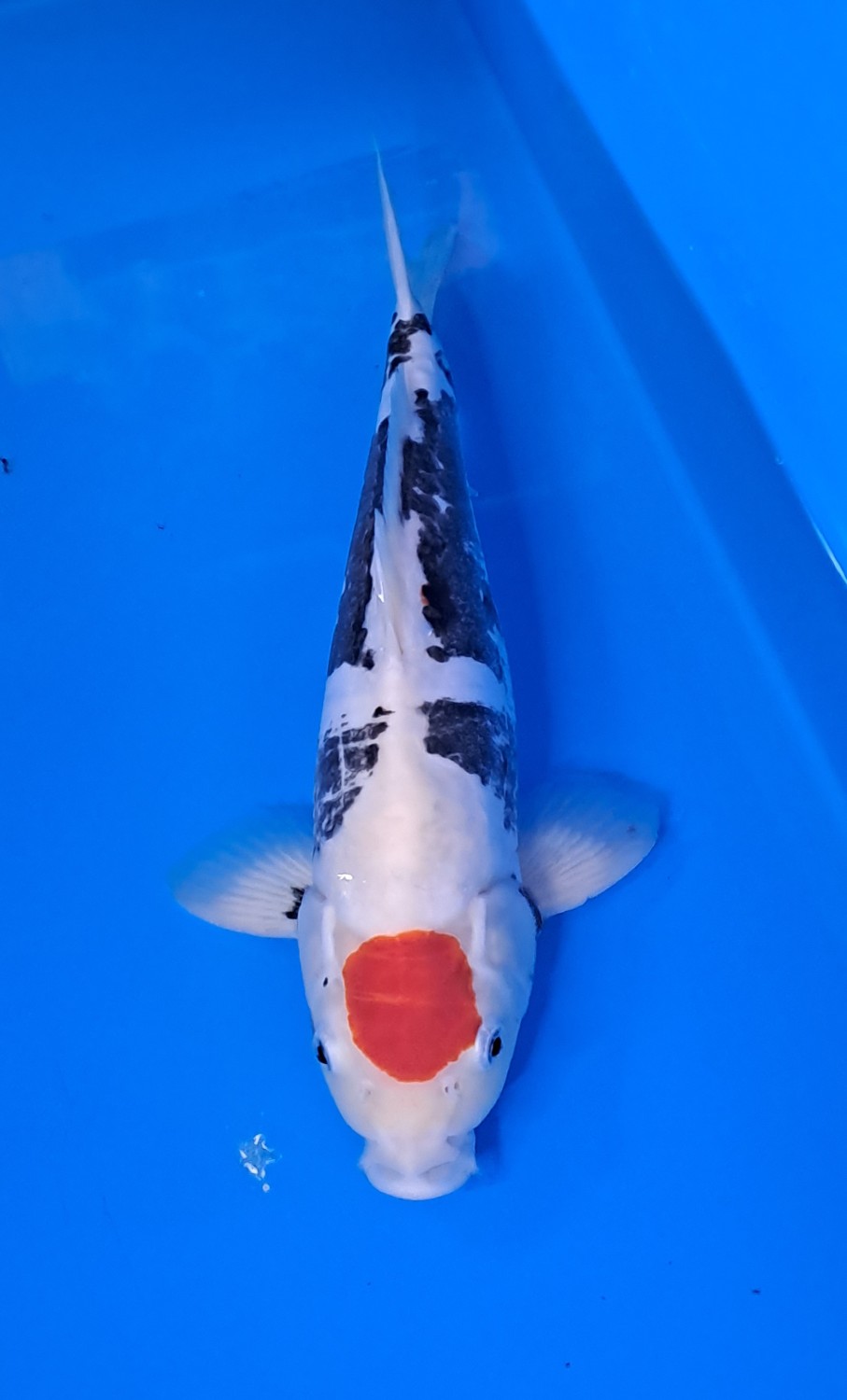 Juara 4