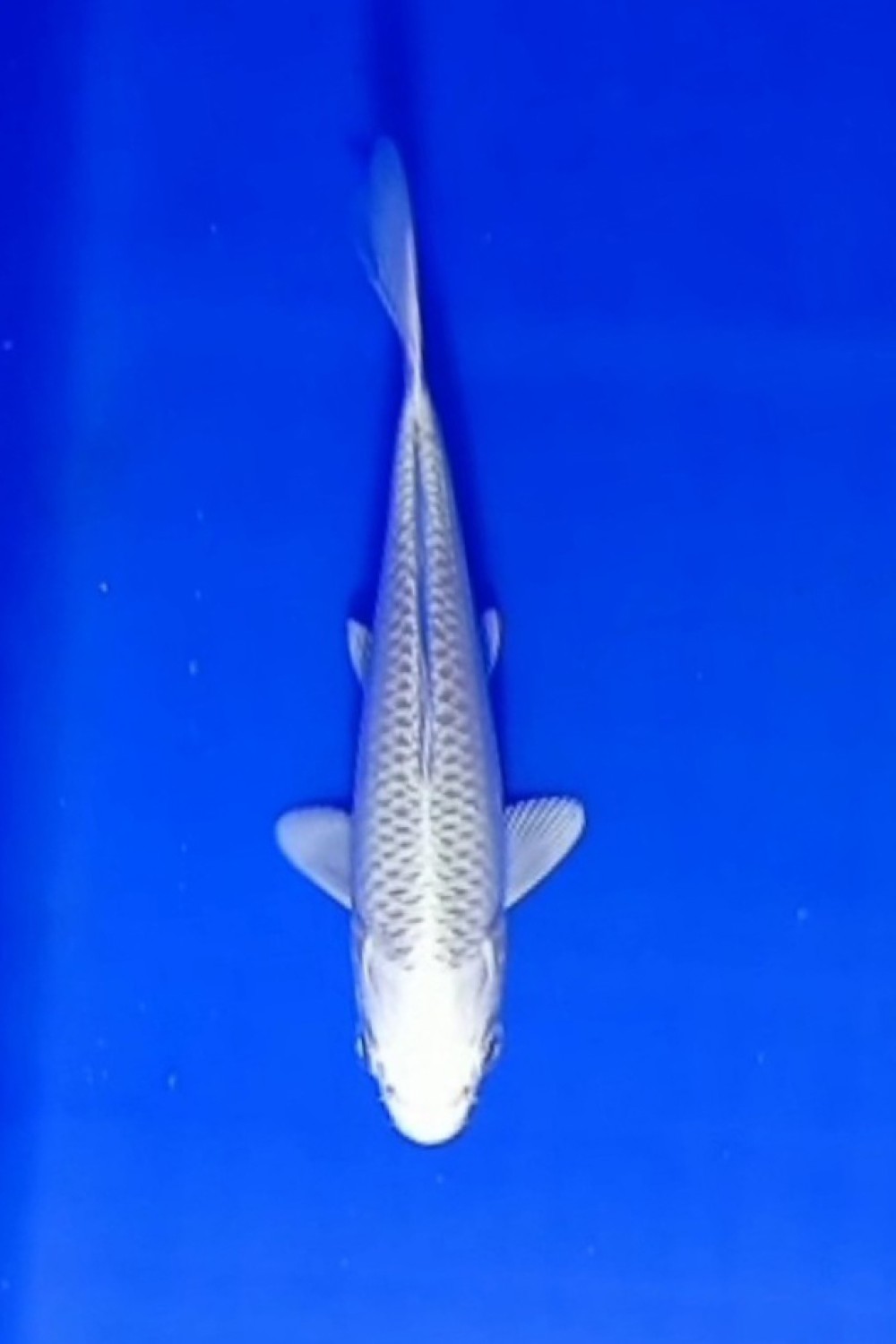 Juara 2