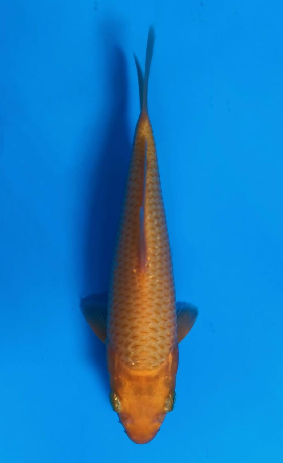 Juara 1