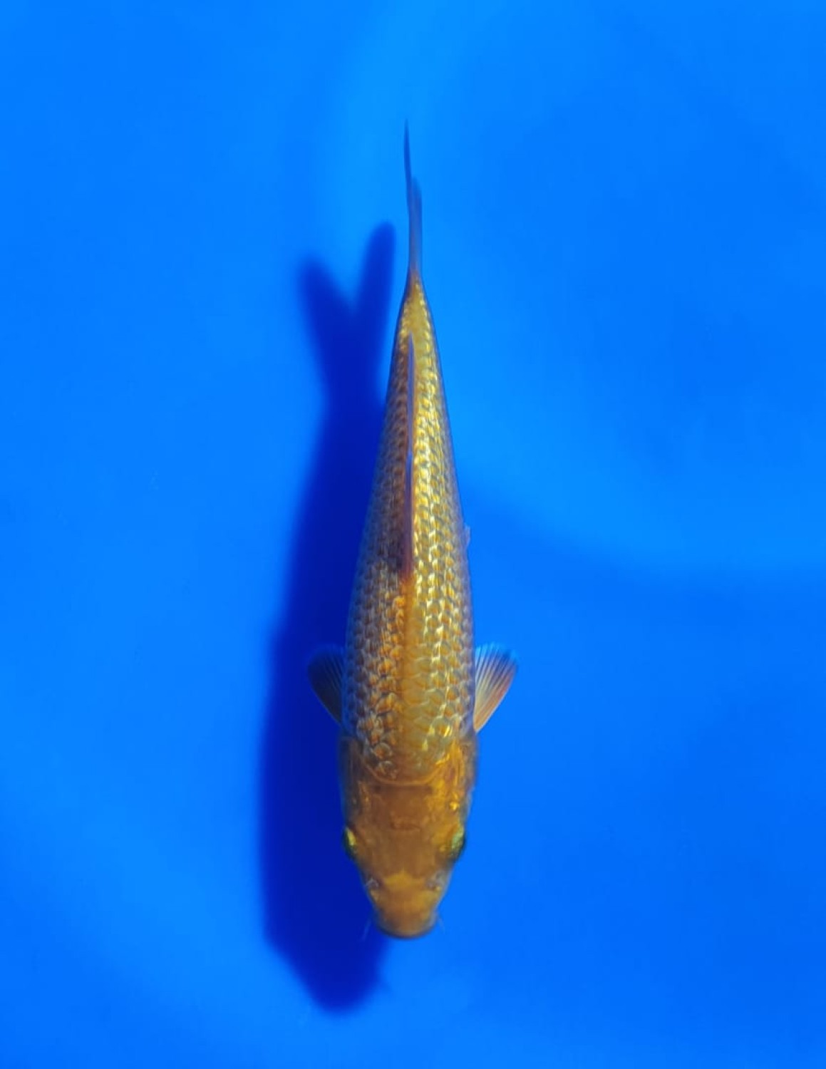 Best In Size E, 13 - 15 cm