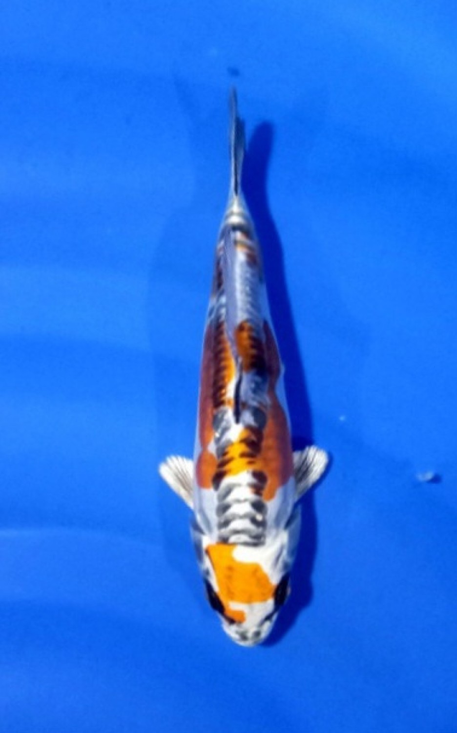 Juara 3