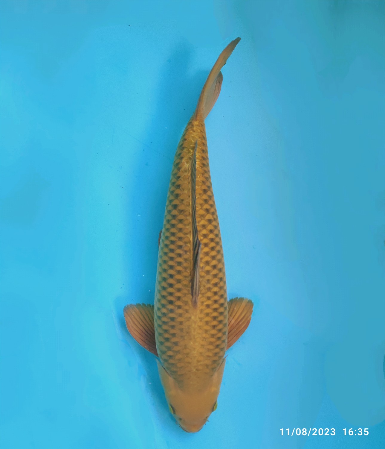 Juara 2