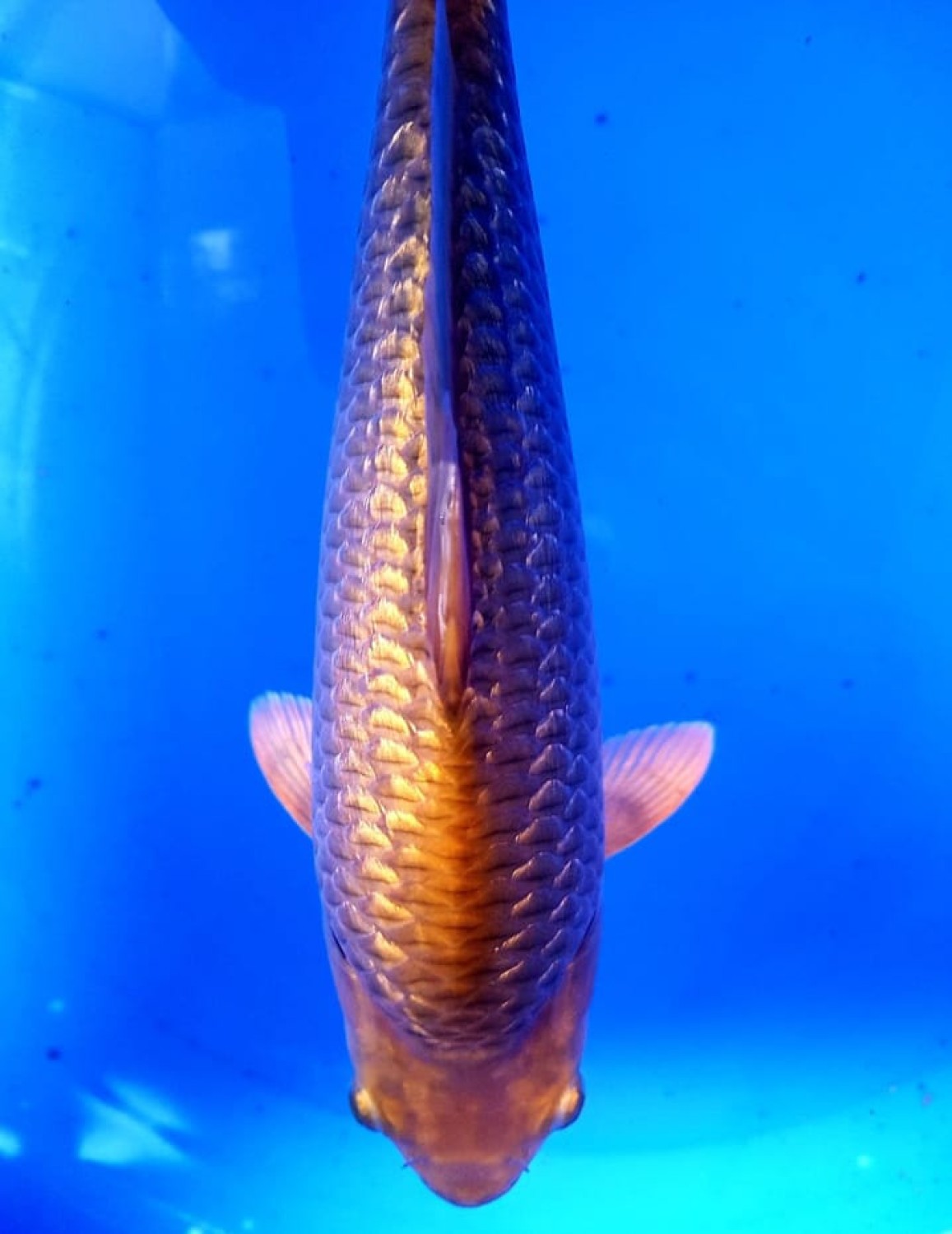 Best In Size E, 21 - 25 cm