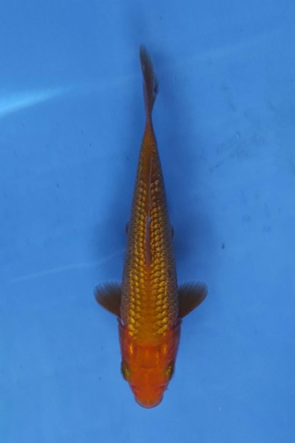 Juara 1